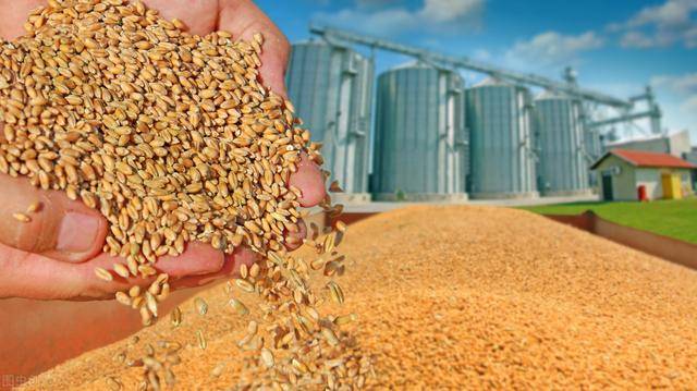 主產區累計收購超5000萬噸 小麥總體收購進度已超八成
