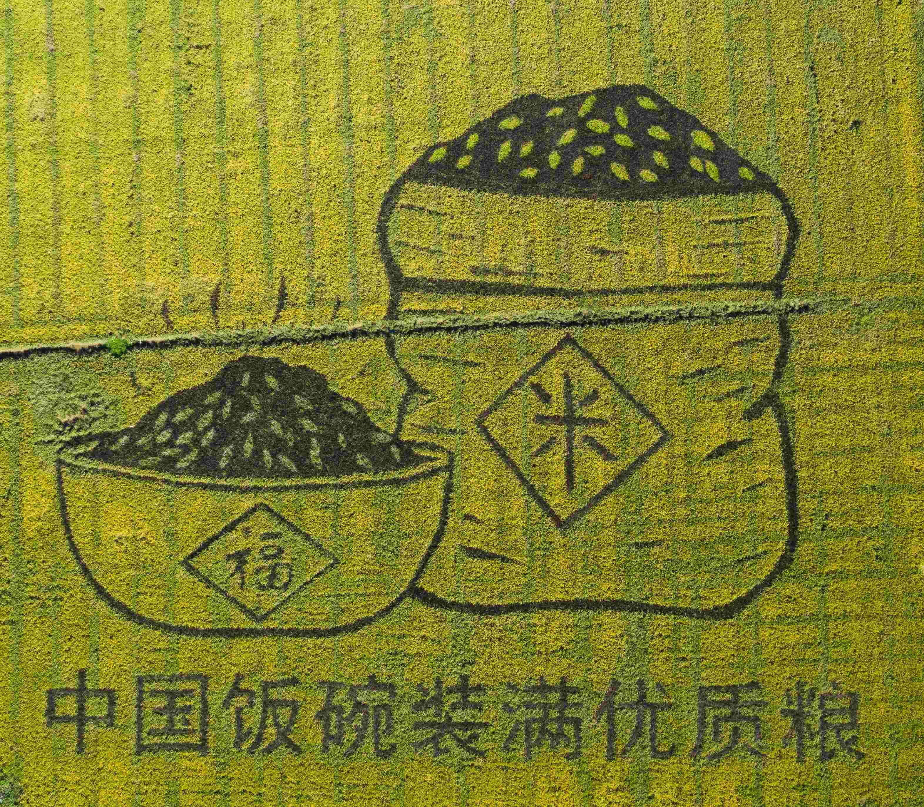 “中國飯碗”裝滿優質糧